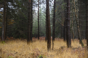 Fototapeta premium November morning in the new forest hampshire