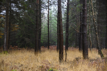 November morning in the new forest  hampshire