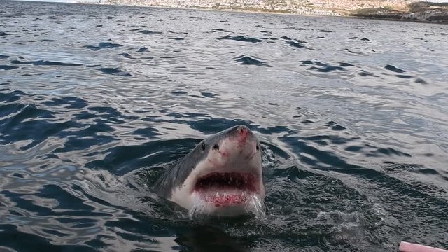 Great White Shark.  Shark attacks the bait, slow motion. Scientific name: Carcharodon carcharias. South Africa.