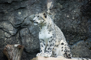 Obraz premium 雪豹