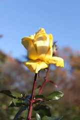 青空背景のバラ