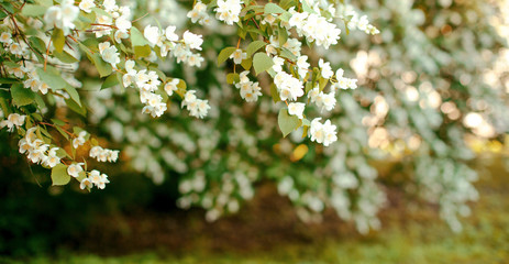 Jasmine. Spring flowers. Summer bloom