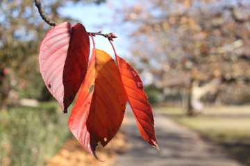 紅葉した葉っぱ