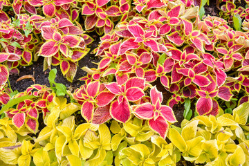 Garden coleus plants with bright red leaves cover themselves with a flower bed