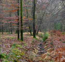 Obraz premium November morning in the new forest hampshire