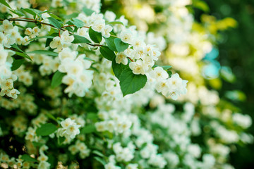 Jasmine. Spring flowers. Summer bloom
