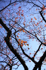 三渓園での青空背景の紅葉