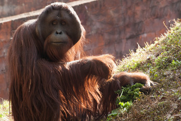 Orangutan in the sunshine