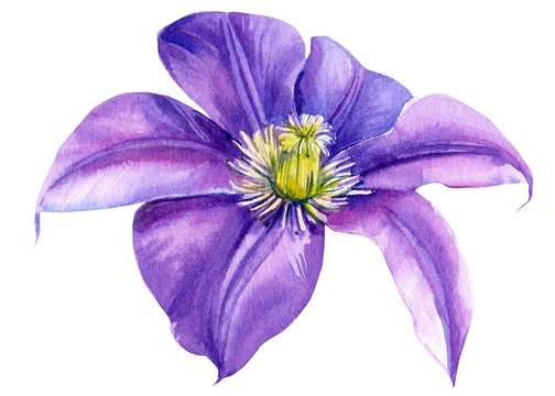 beautiful flower purple clemati on isolated white background, watercolor illustration, botanical painting, hand drawing