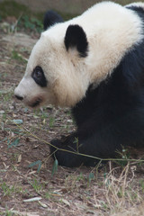 Panda Bear outdoors