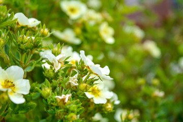 Blooming bush, green leaves, white flowers with yellow center blooming in garden