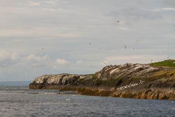 Fototapeta na wymiar Birds in Farne Islands, UK