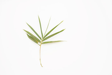 Isolated green bamboo leaf 