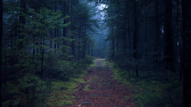 Slow flight along magical fairytale forest path with mystic light and trees. Drone shot.