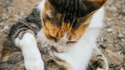 Gata lamiendose la barriga