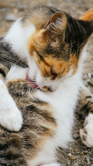 Gata lamiendose la barriga