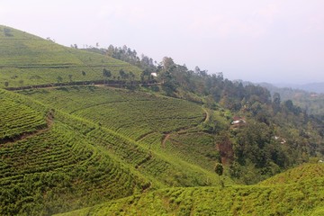 Sunrise and foggy mountain view of tea plantation at Kemuning, Indonesia. Natural background. 