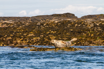 Seals on the shore in The Farne Islands