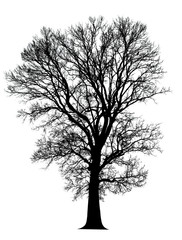 Silhouette dead tree without leaves isolated on white background. Clipping path included