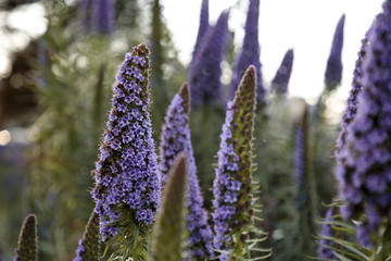 Purple Mountainside Flowers