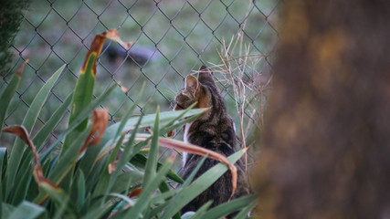 Gato entre plantas en el campo
