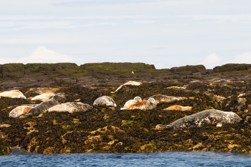 Seals on the shore in The Farne Islands
