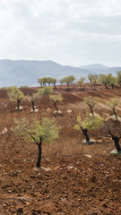 Campo de almendros recien labrado con nubes