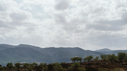 Campo de almendros recien labrado con nubes
