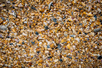 Seashells by the seaside