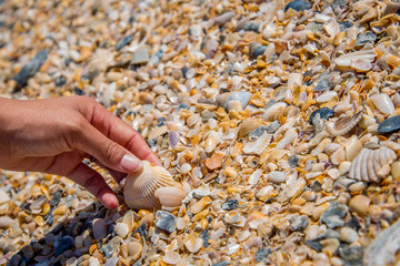 Seashells at the Beach