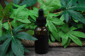 Bottle of CBD Oil in Leaves with rustic background