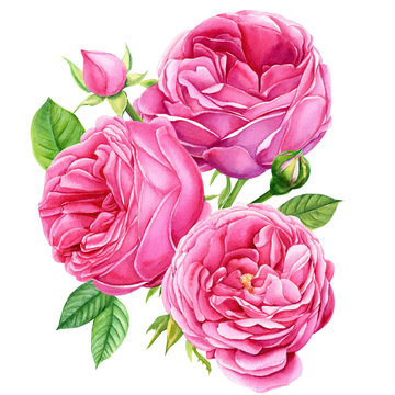 bouquet beautiful flowers, pink roses, buds and leaves on isolated white background, watercolor illustration, botanical painting, hand drawing