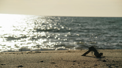 Rama en la playa de cabo de gata