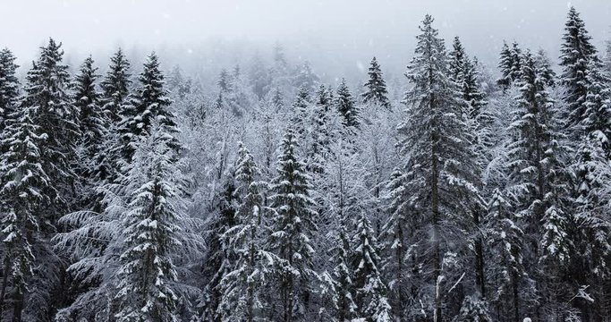 Snowy hills with forest closeup during snowfall. Beautiful winter scene.