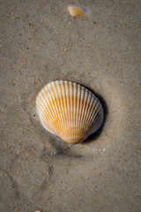 Seashells by the seaside