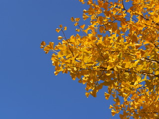 紅葉したイチョウ