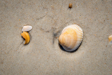 Seashells by the seaside