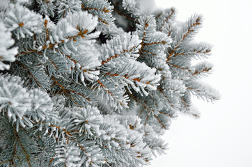 Pine needles covered with frost in the winter woods.