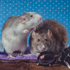 Two rats stand side by side on a blue background