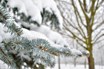 Pine needles covered with frost in the winter woods.