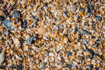 Seashells by the seaside