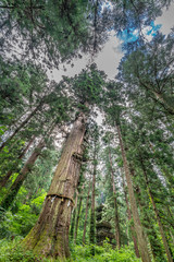 Jijisugi (Grandpa cedar) 1000 years old cedar tree and Five Story Pagoda at Mount Haguro, One of the three sacred mountains of Dewa Province (Dewa Sanzan). Located in Yamagata Prefecture, Japan.
