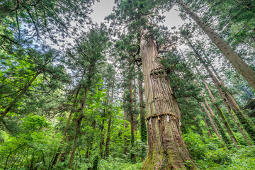 Fototapeta premium Jijisugi (Grandpa cedar) 1000 years old cedar tree at Mount Haguro, One of the three sacred mountains of Dewa Province (Dewa Sanzan). Located in Yamagata Prefecture, Japan.