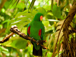 A Parrot perching on a Branch in a Graden