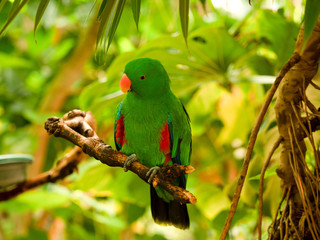 A Parrot perching on a Branch in a Graden
