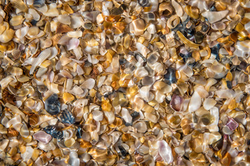 Seashells by the seaside