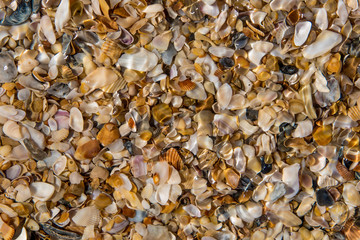 Seashells by the seaside