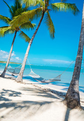 Hammock between high palm trees