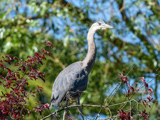 Blue Heron looking for a meal