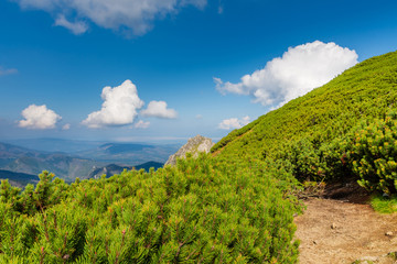 Polish Tatras mountains. Beautiful clouds. Mountain pine in the foreground © Adga